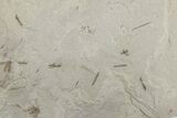 Fossil Insect (Crane Flies & Beetles) Plate - Utah #377172-2